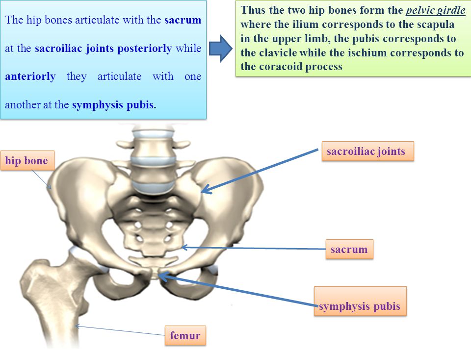 The bones form. Hip Bone. The lower Branches of the pubic Bones form the symphysis Angle, which is Called the pubic Arch. T.