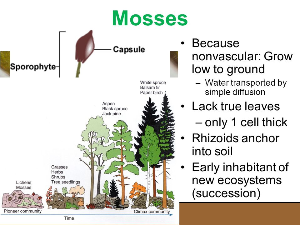 Mosses Because nonvascular: Grow low to ground Lack true leaves