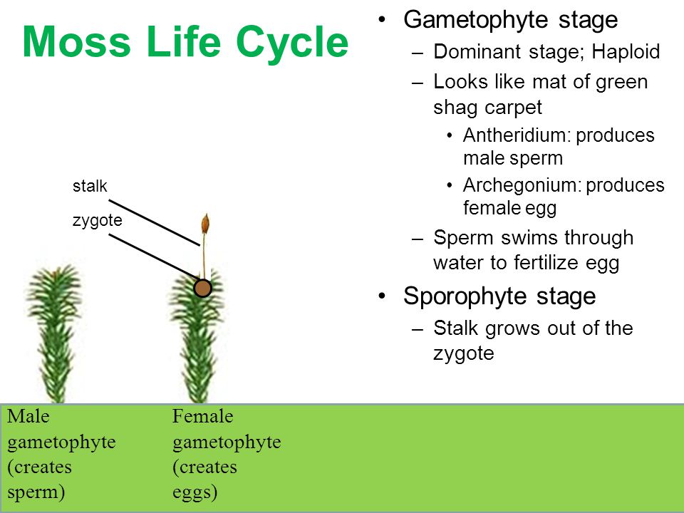 Moss Life Cycle Gametophyte stage Sporophyte stage