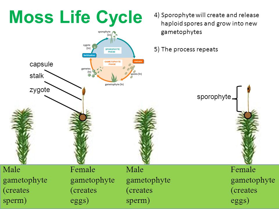 Moss Life Cycle Male gametophyte (creates sperm)