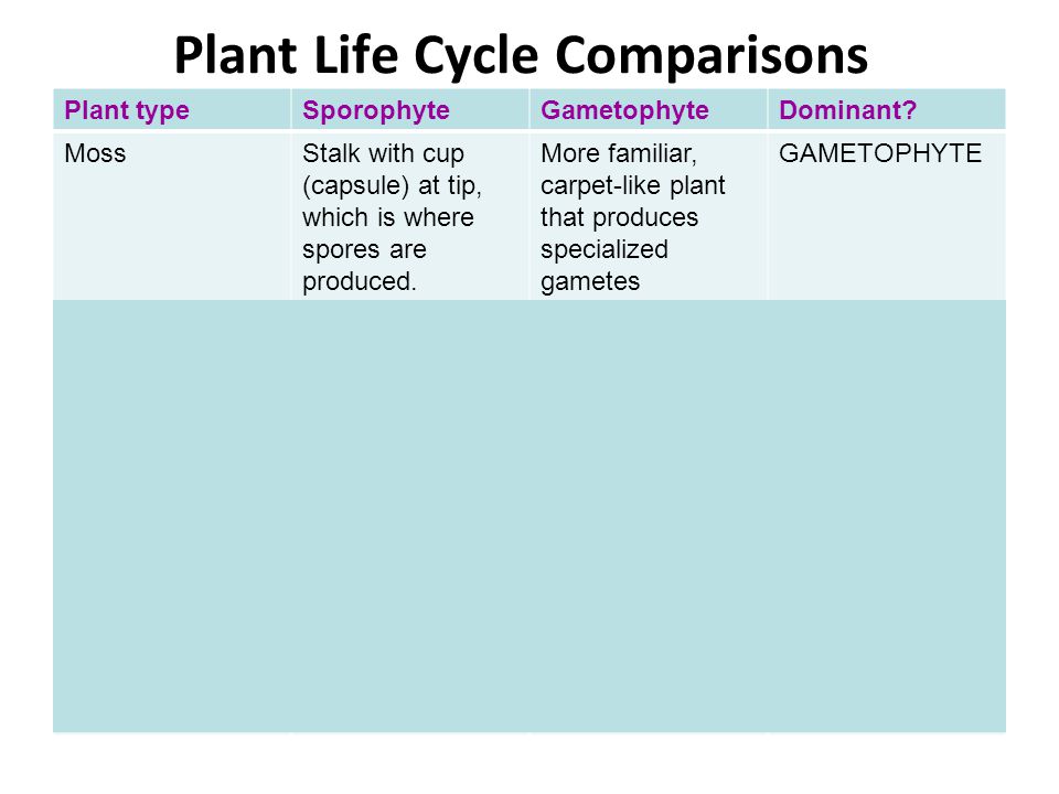 Plant Life Cycle Comparisons