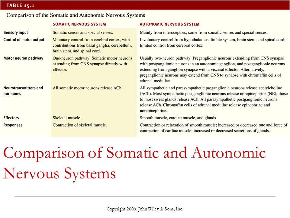 differences between autonomic and somatic
