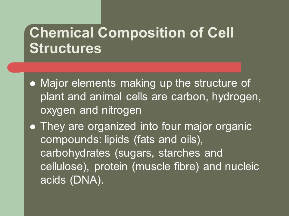  The Cell, as an Efficient, Open System - ppt download