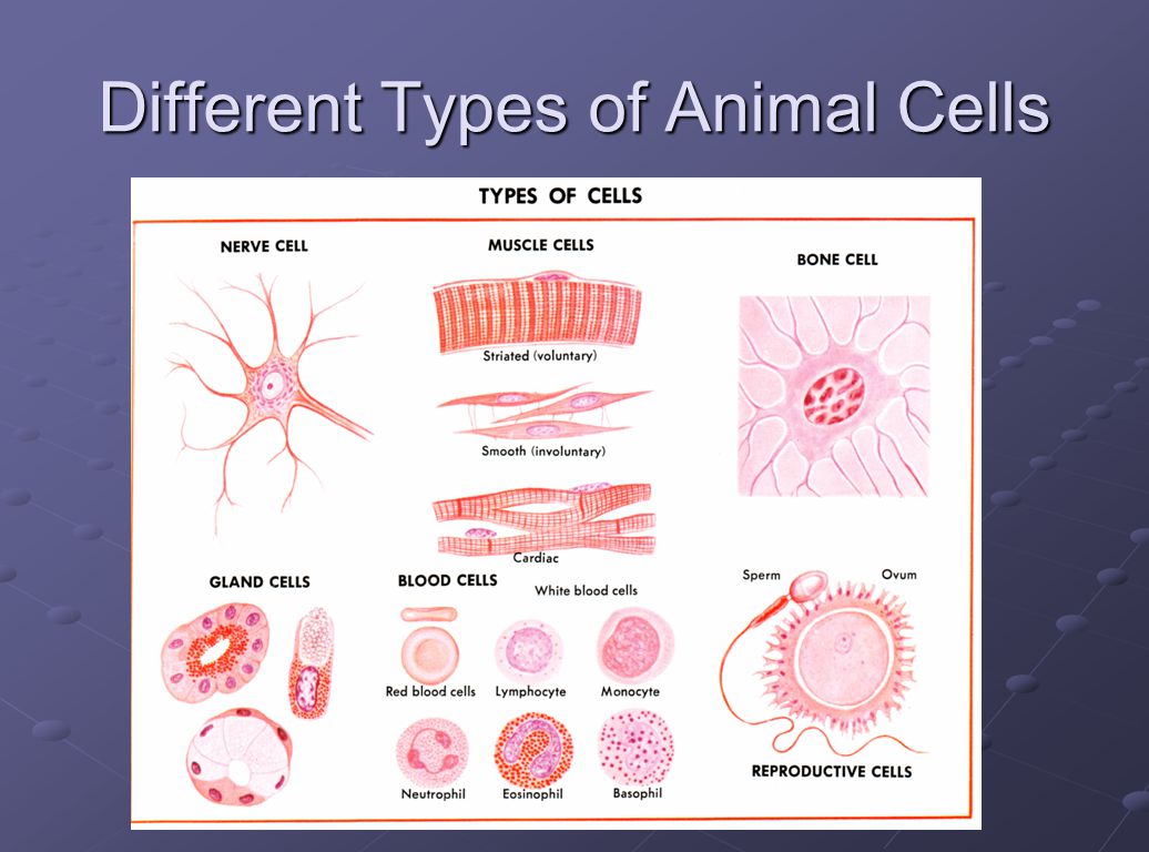 Cell and Their Organelles - ppt video online download