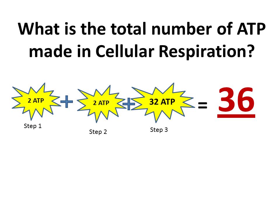 cellular respiration how many atp produced