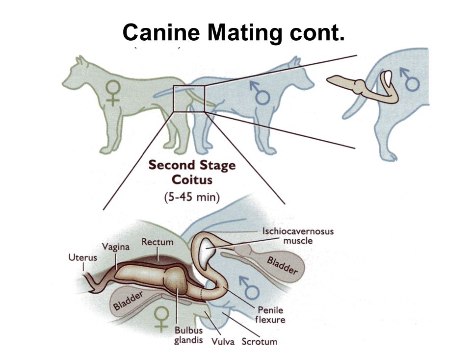 Presentation on theme: "Reproduction in the Canine and Feline"- P...