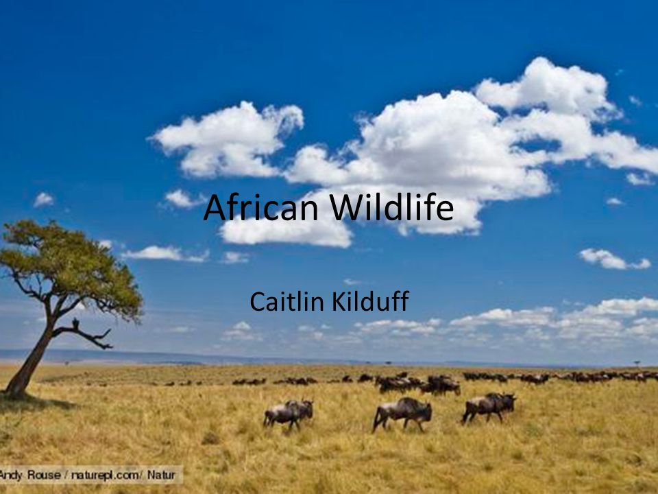 African Wildlife Caitlin Kilduff