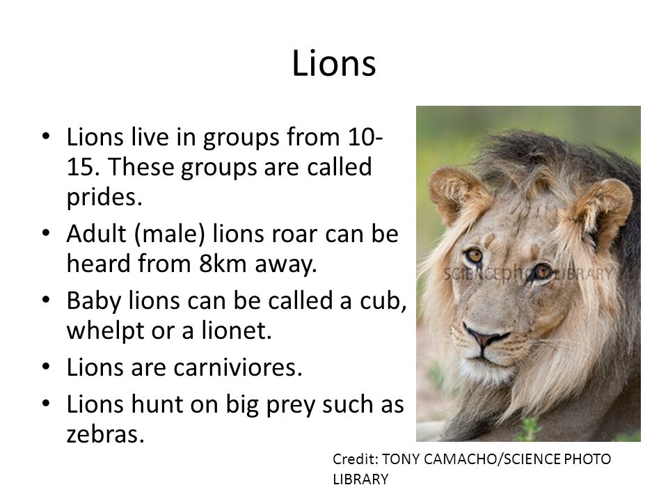 Lions Lions live in groups from These groups are called prides.