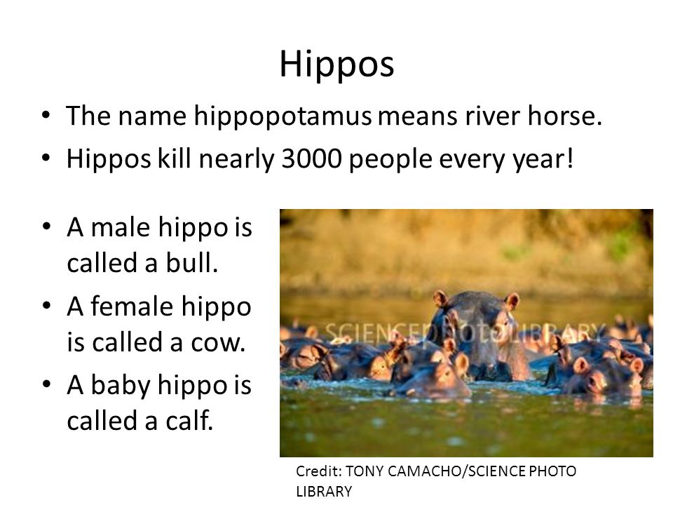 Hippos The name hippopotamus means river horse.