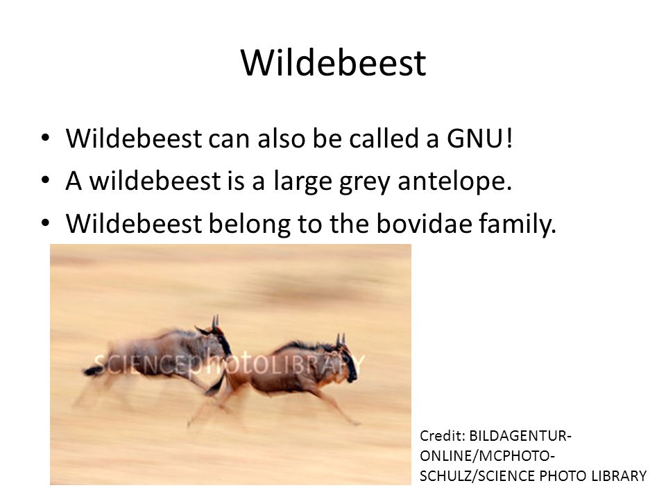 Wildebeest Wildebeest can also be called a GNU!