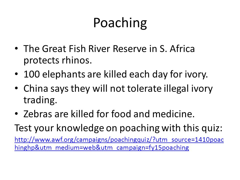 Poaching The Great Fish River Reserve in S. Africa protects rhinos.