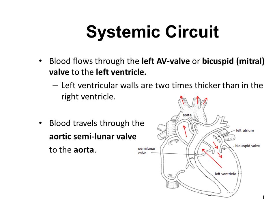 Systemic Blood Flow Chart