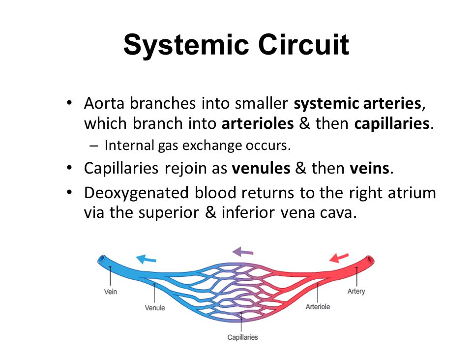 Blood Vessels And The Heart Ppt Video Online Download