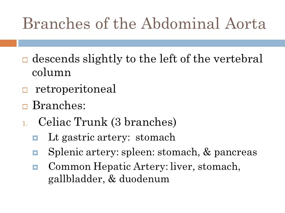 Branches of the Abdominal Aorta