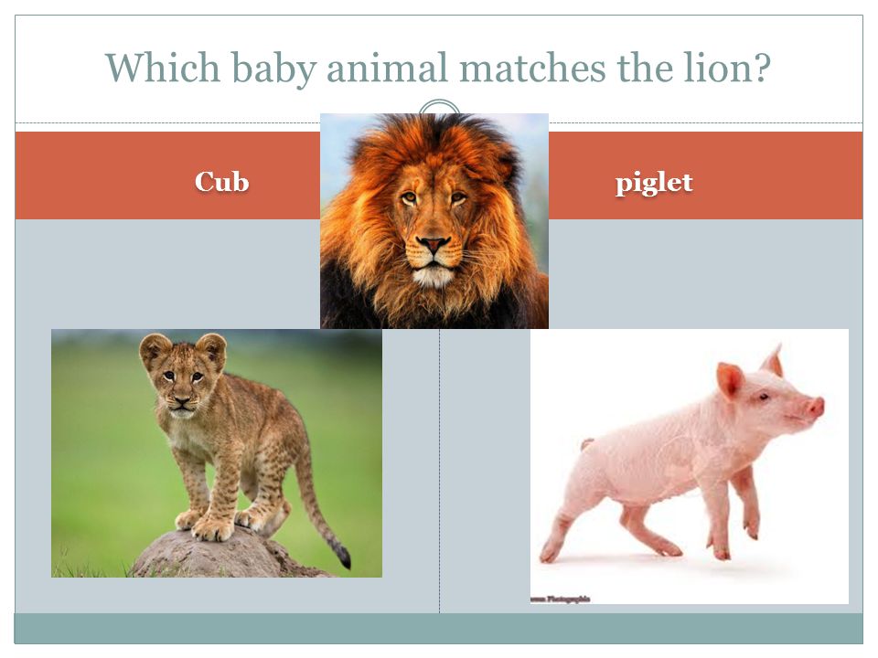 Animals and their babies - ppt download