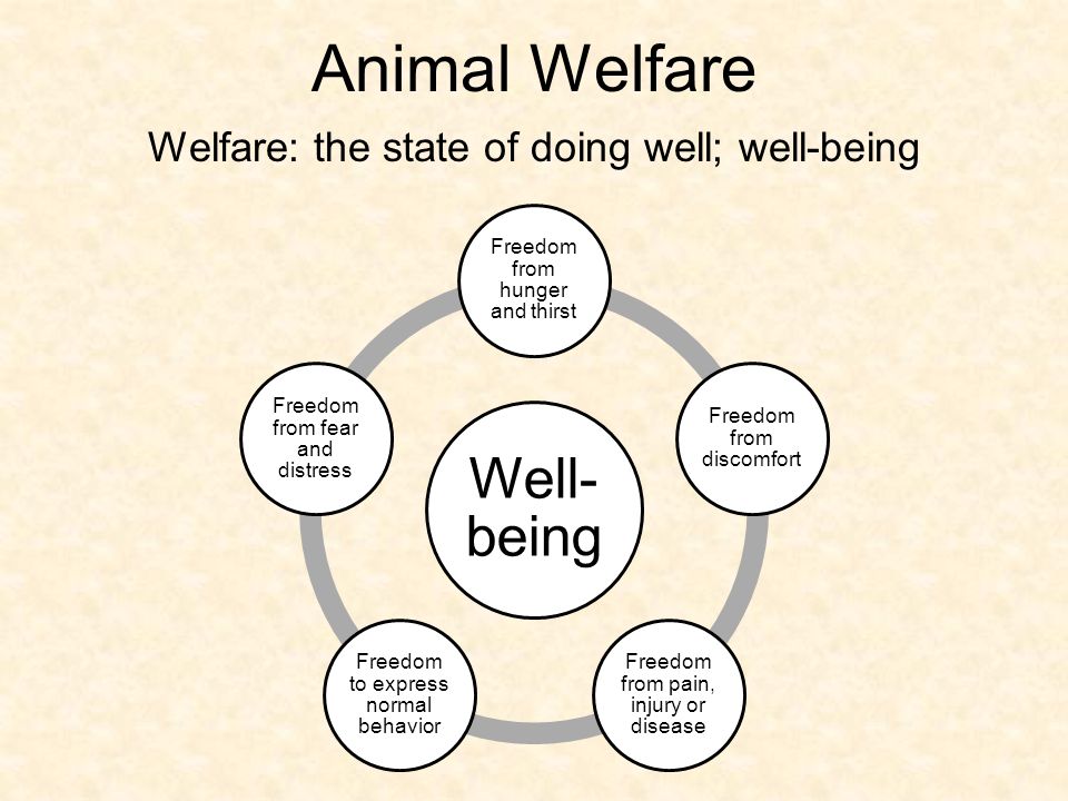 Animal Welfare and Environmental Issues - ppt download
