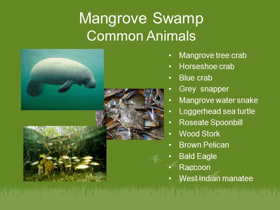 Environments Unit: Mangroves - ppt video online download