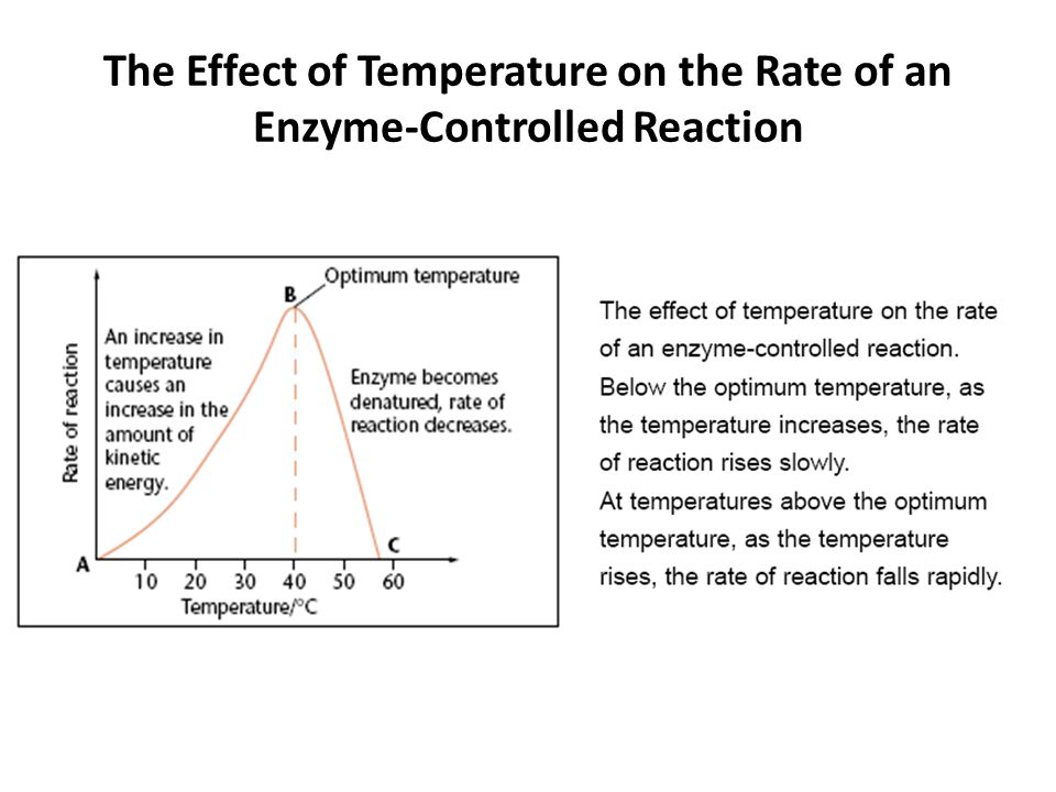 factors affecting the rate of enzyme reaction