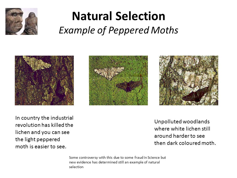 Natural Selection Example of Peppered Moths.
