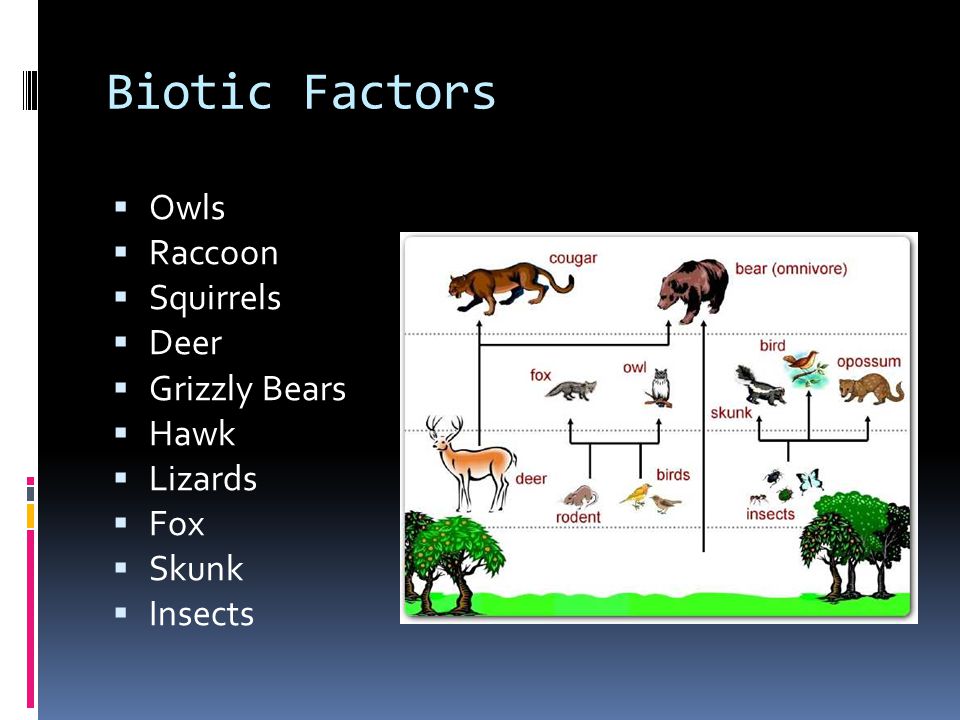 Biotic Factors Owls Raccoon Squirrels Deer Grizzly Bears Hawk Lizards
