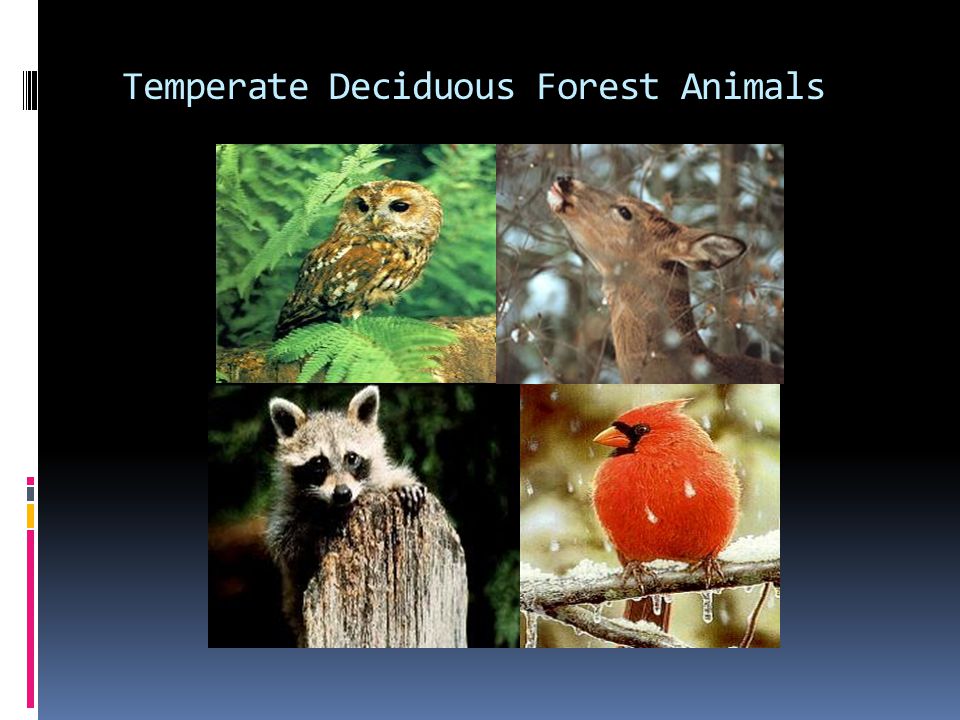 Temperate Deciduous Forest Animals