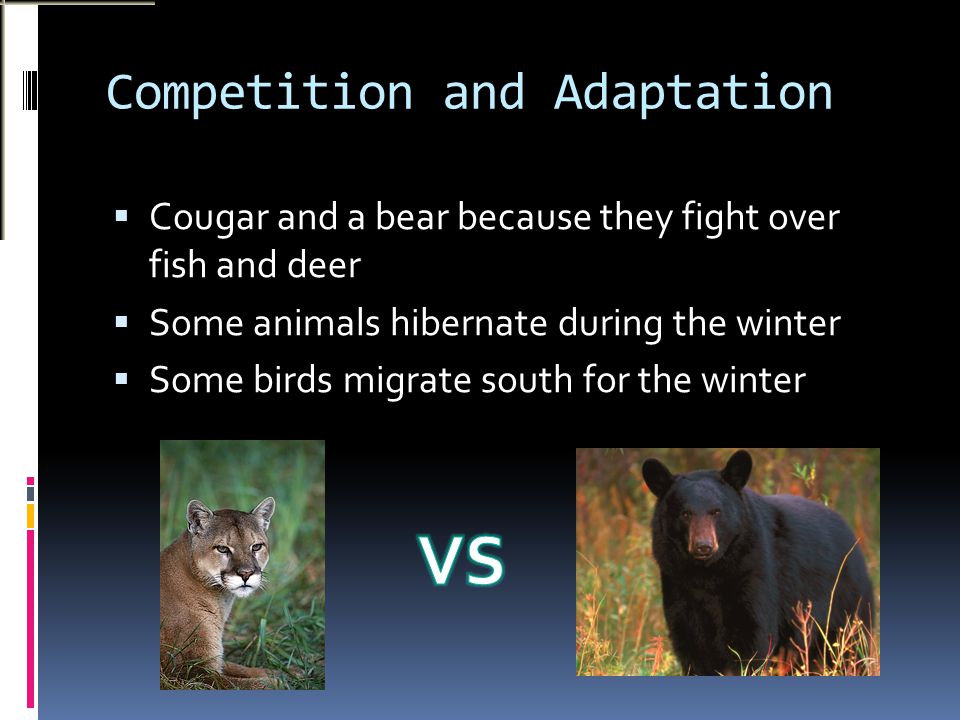 Competition and Adaptation