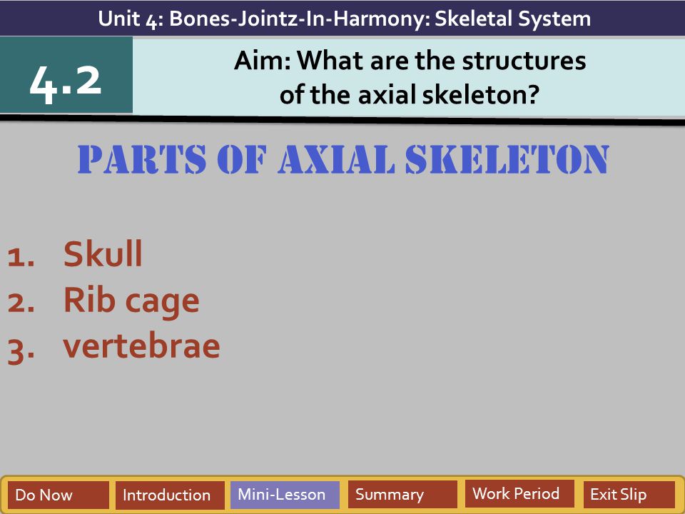 4.2 parts of axial skeleton Skull Rib cage vertebrae
