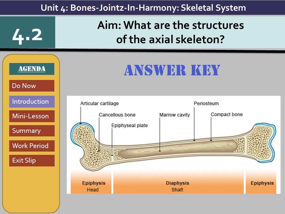 4.2 Answer key Aim: What are the structures of the axial skeleton