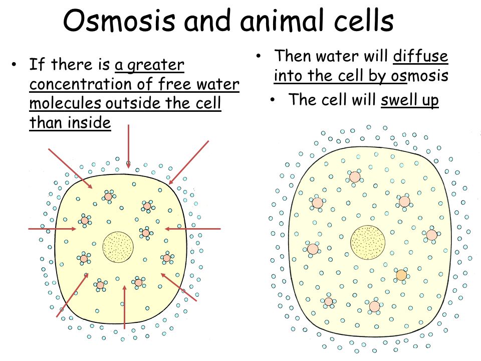 Osmosis. - ppt download