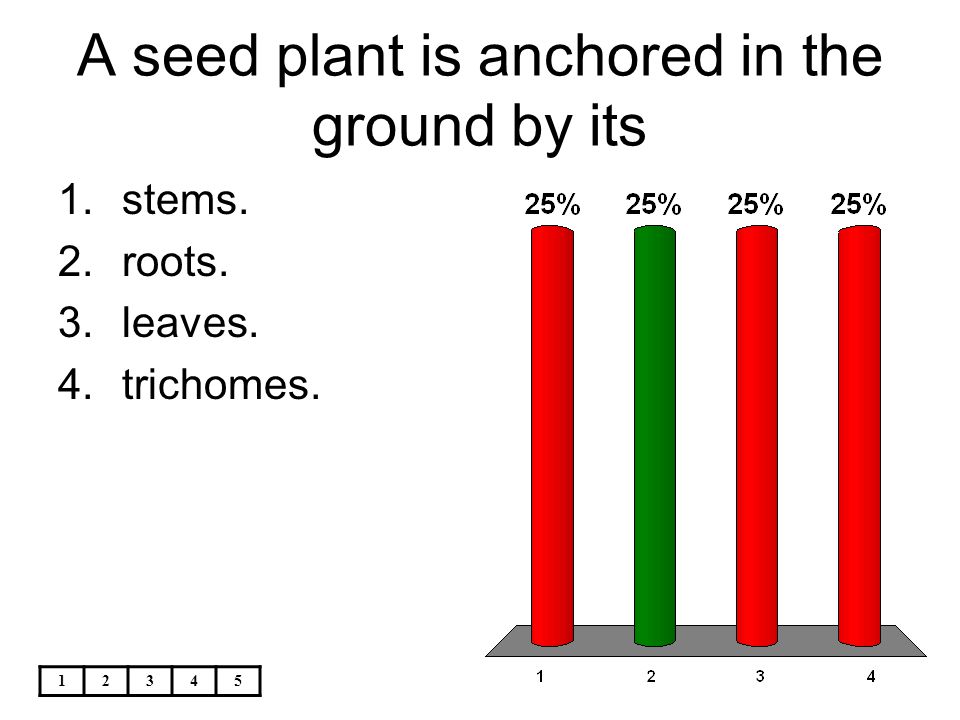 A seed plant is anchored in the ground by its