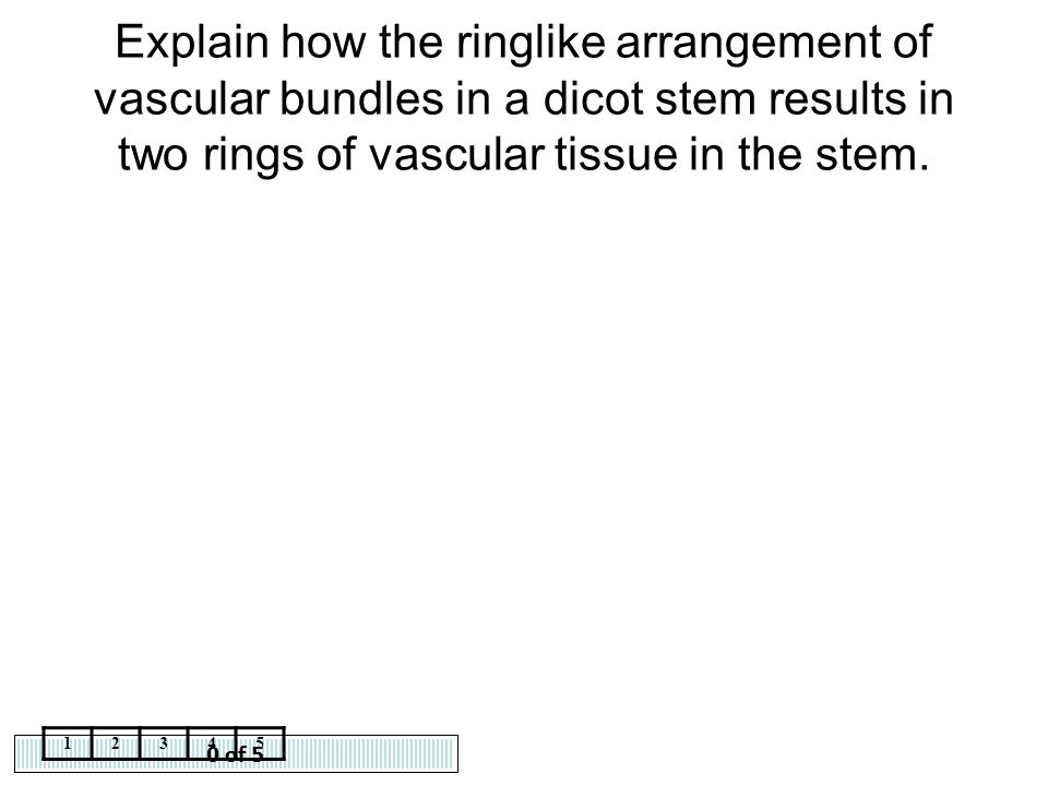 Explain how the ringlike arrangement of vascular bundles in a dicot stem results in two rings of vascular tissue in the stem.
