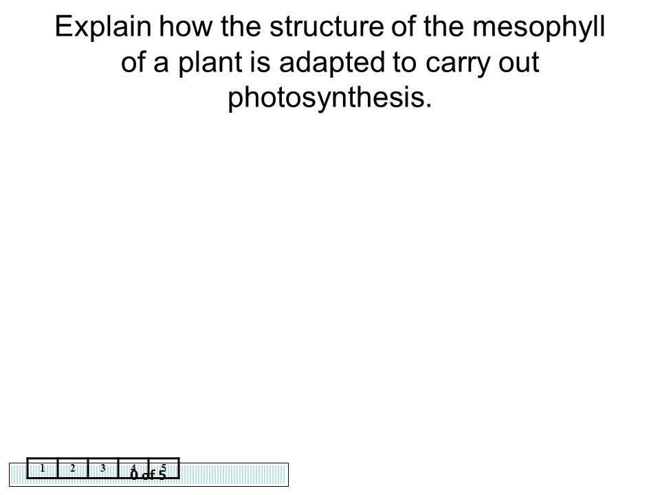 Explain how the structure of the mesophyll of a plant is adapted to carry out photosynthesis.