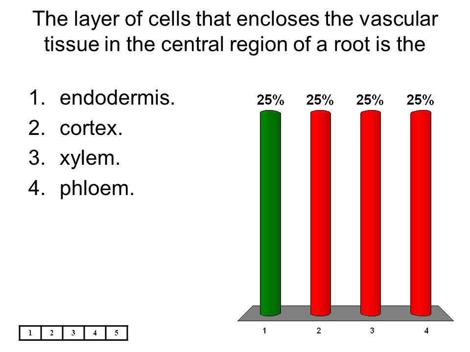 The layer of cells that encloses the vascular tissue in the central region of a root is the