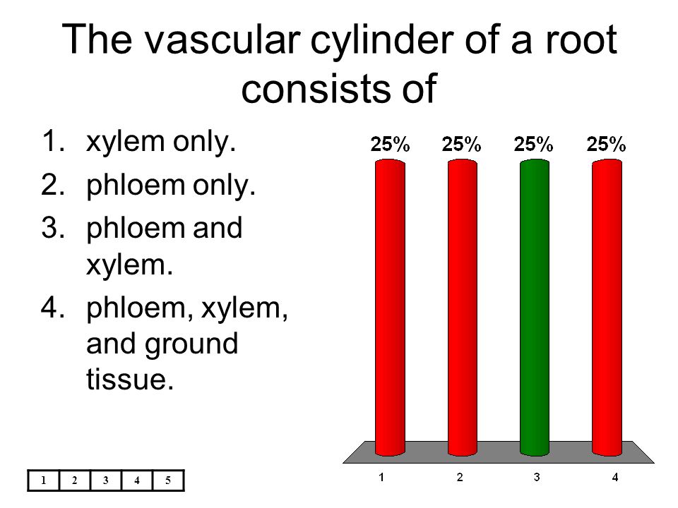 The vascular cylinder of a root consists of
