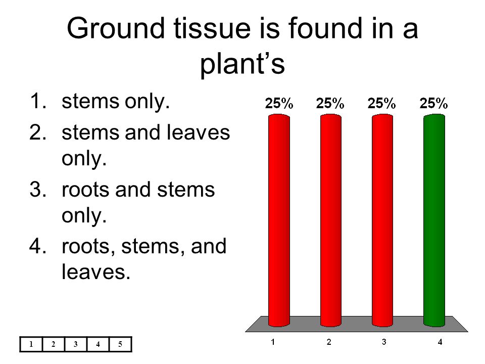 Ground tissue is found in a plant’s