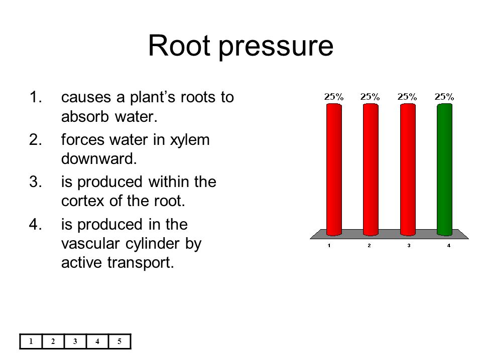 Root pressure causes a plant’s roots to absorb water.