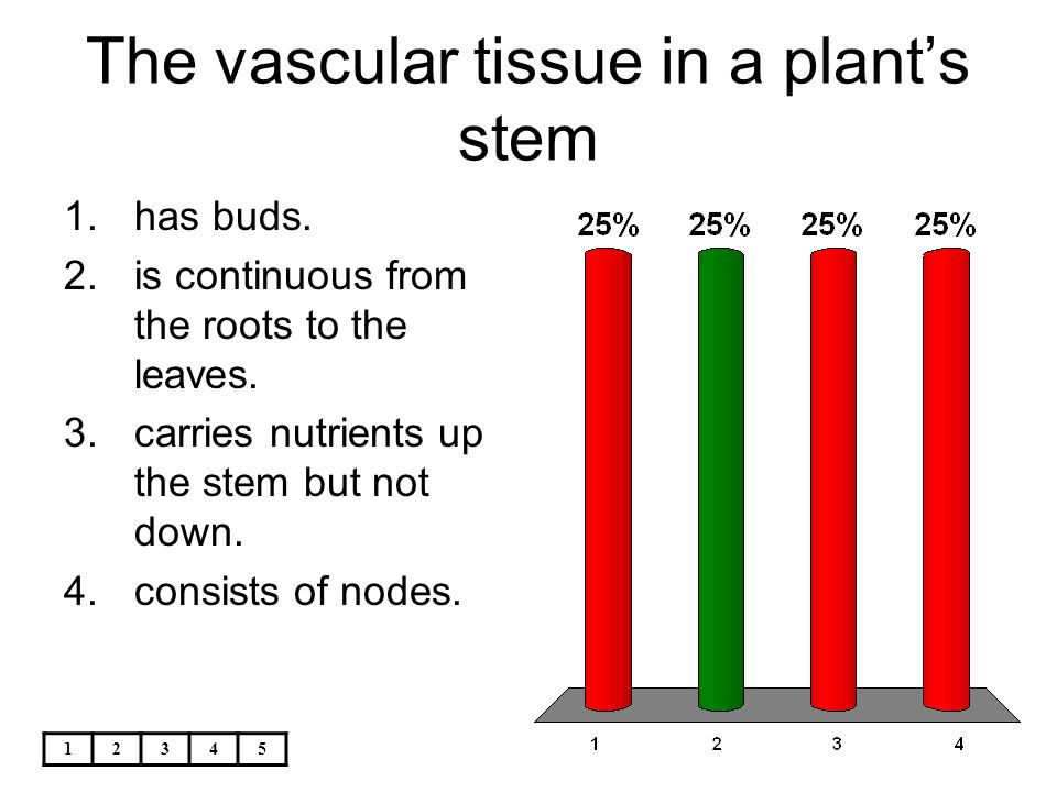 The vascular tissue in a plant’s stem