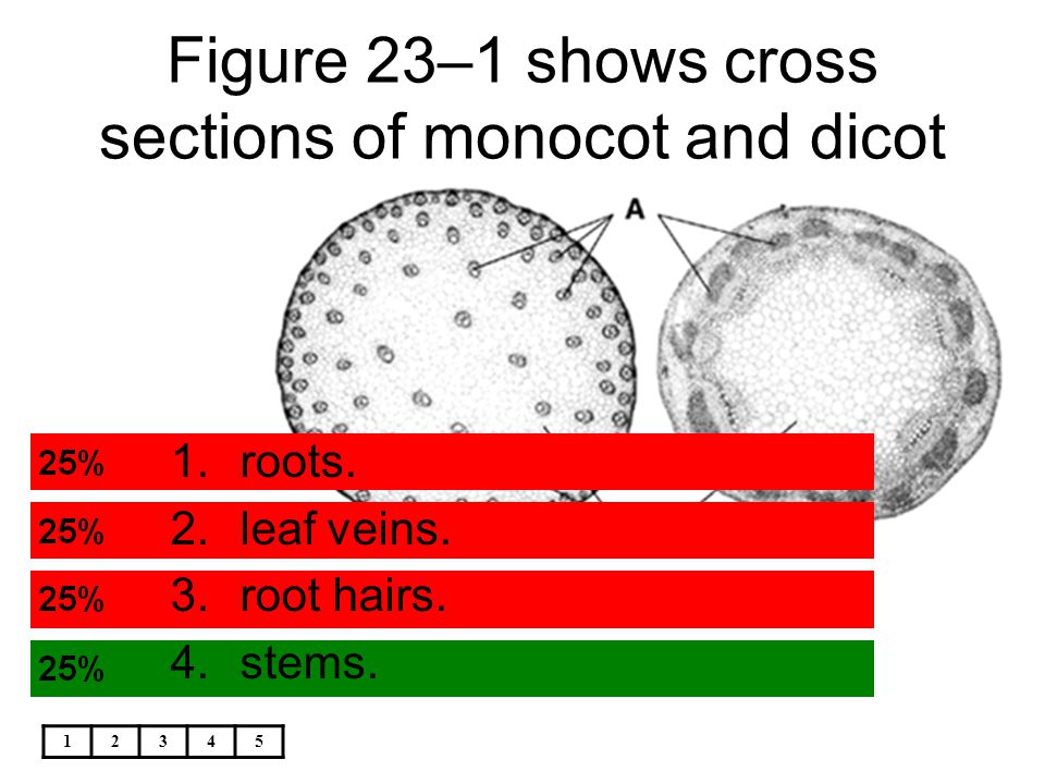 Figure 23–1 shows cross sections of monocot and dicot