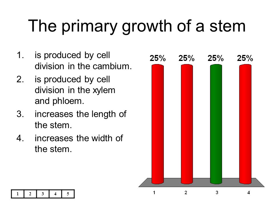 The primary growth of a stem