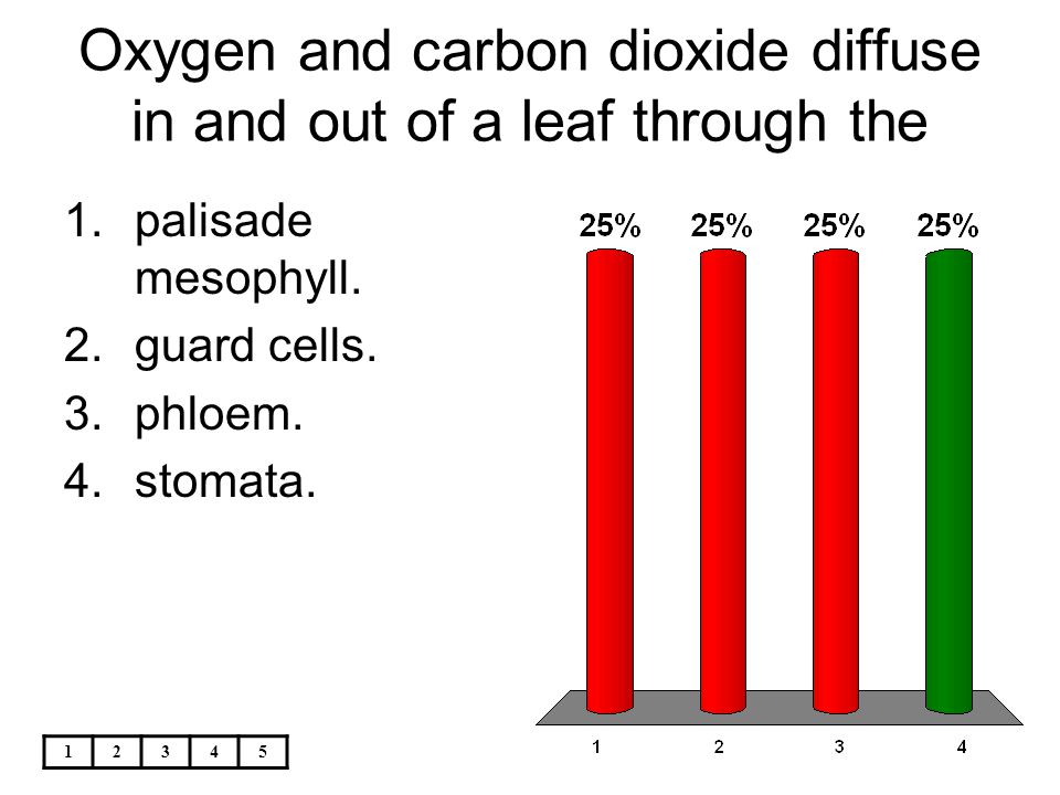 Oxygen and carbon dioxide diffuse in and out of a leaf through the