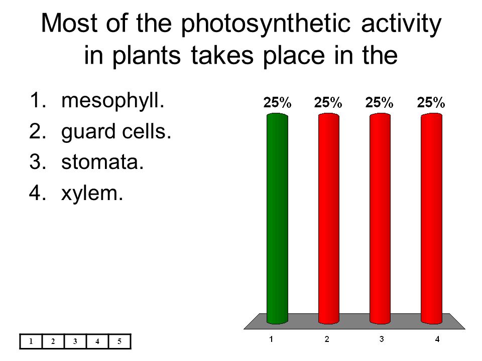 Most of the photosynthetic activity in plants takes place in the