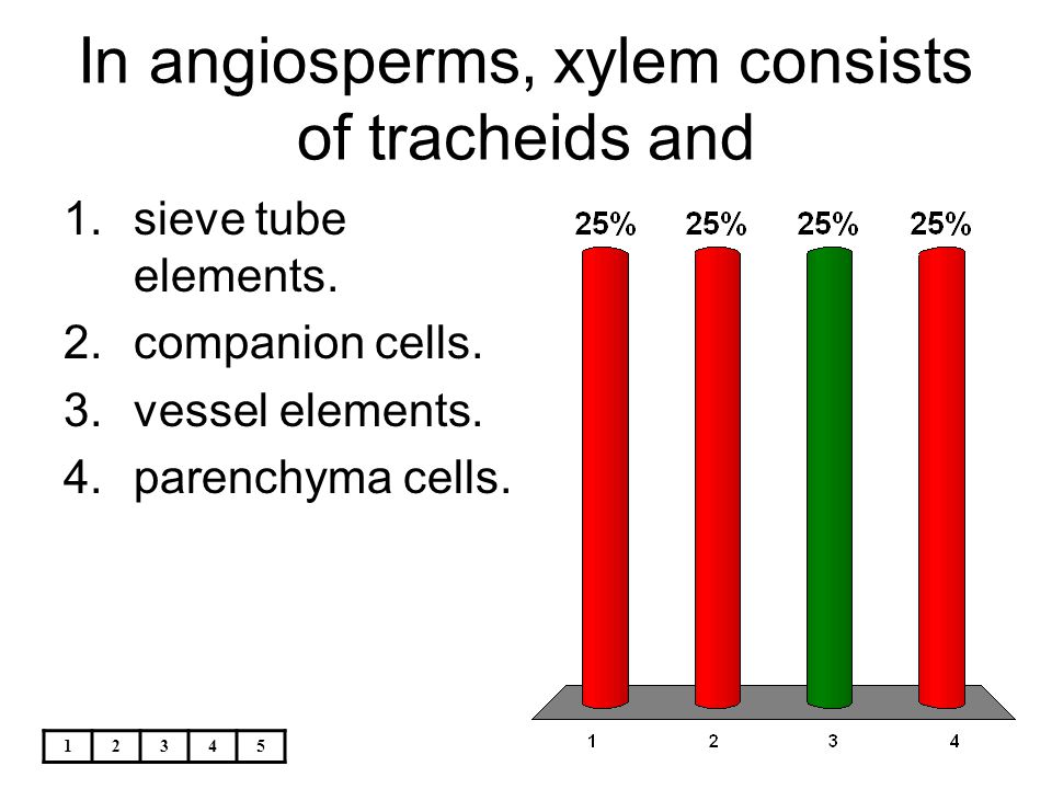 In angiosperms, xylem consists of tracheids and