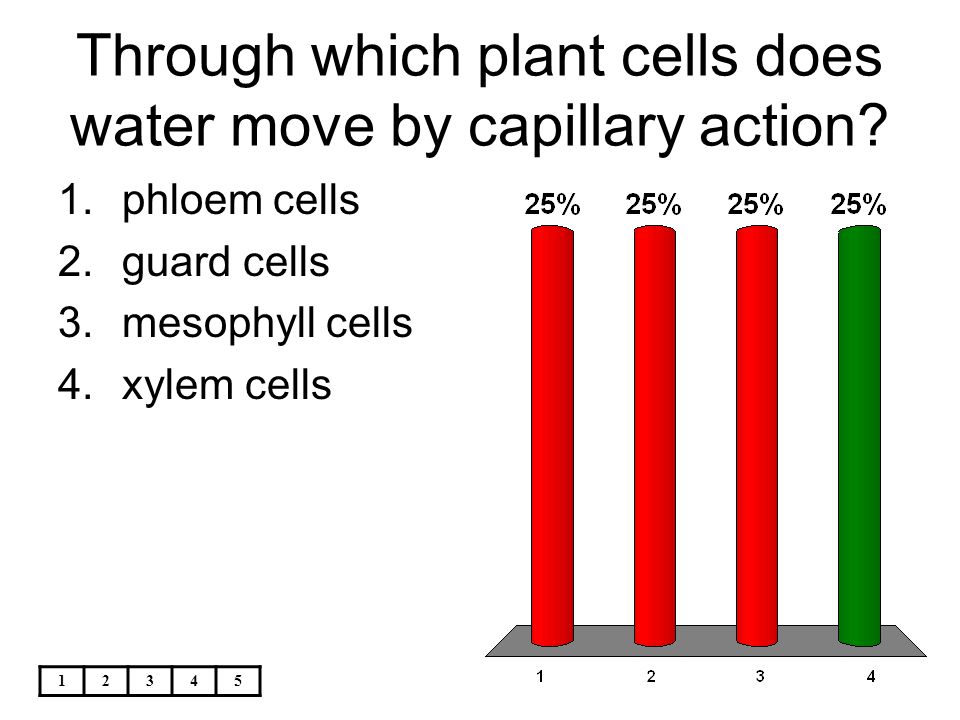Through which plant cells does water move by capillary action
