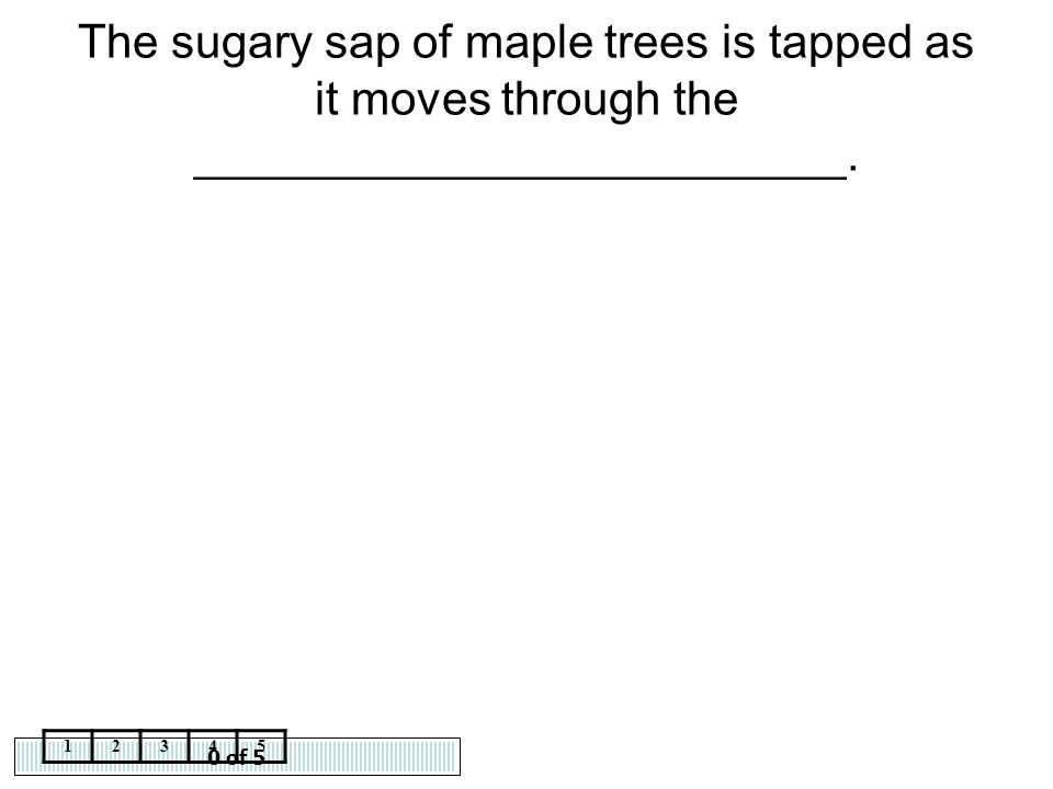 The sugary sap of maple trees is tapped as it moves through the _________________________.