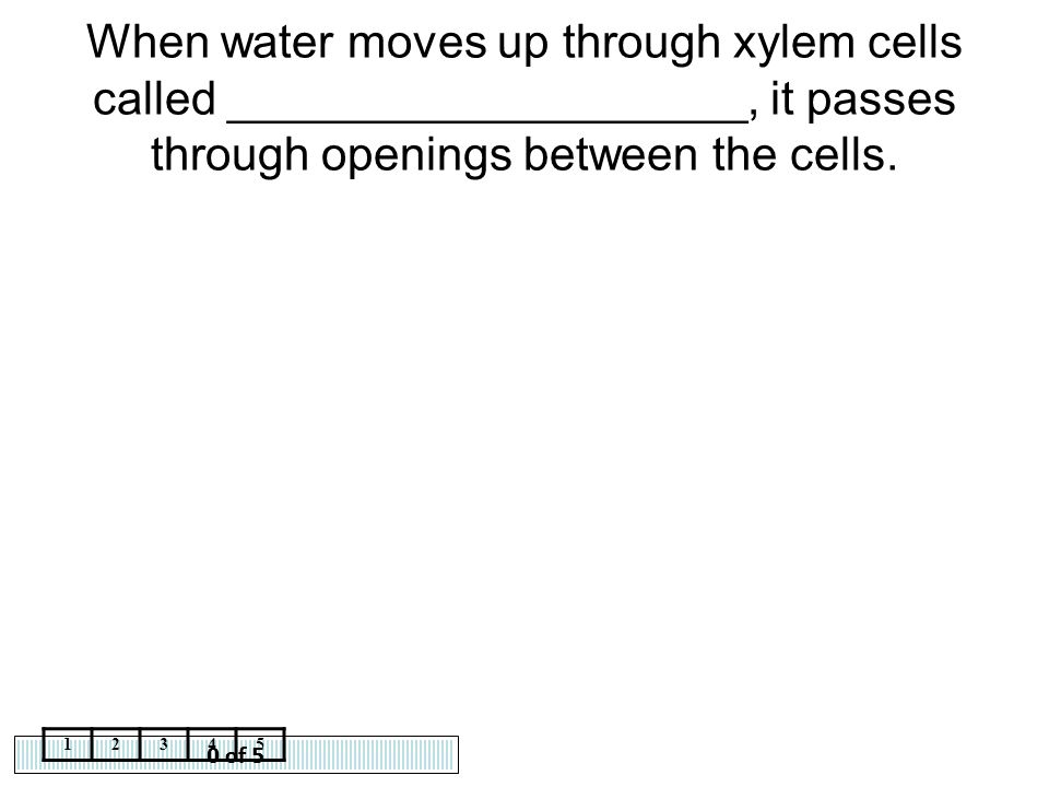 When water moves up through xylem cells called ____________________, it passes through openings between the cells.