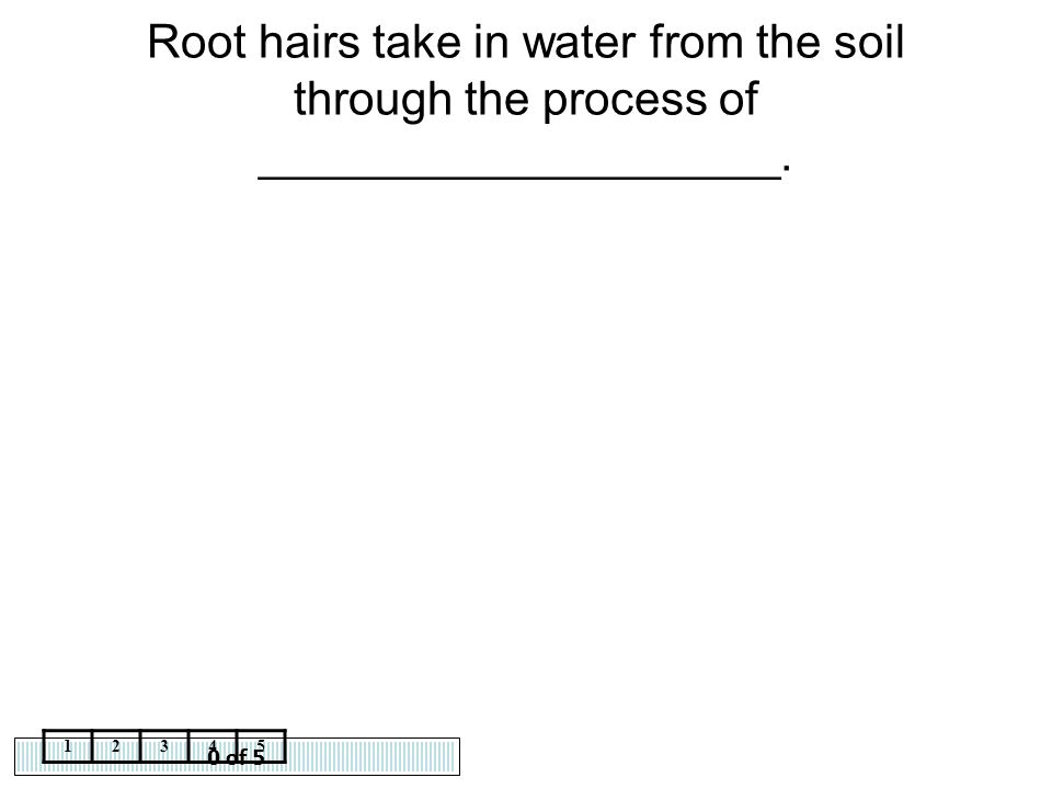 Root hairs take in water from the soil through the process of ____________________.