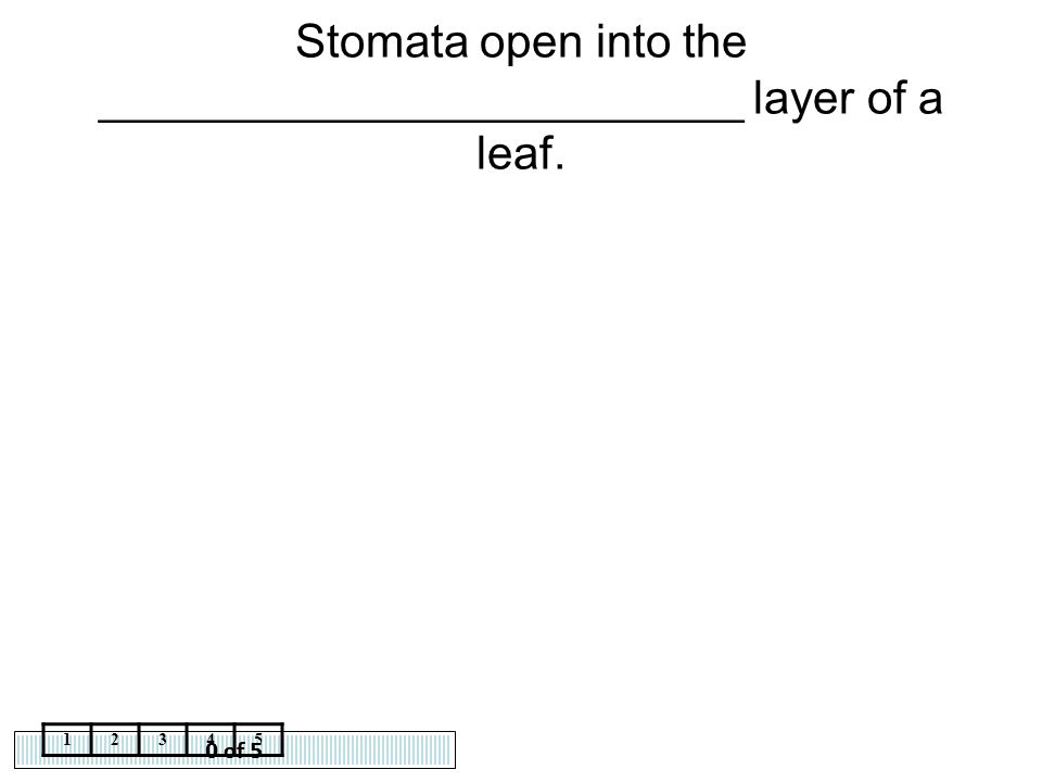 Stomata open into the _________________________ layer of a leaf.