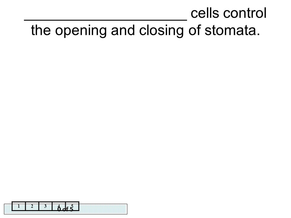 ____________________ cells control the opening and closing of stomata.