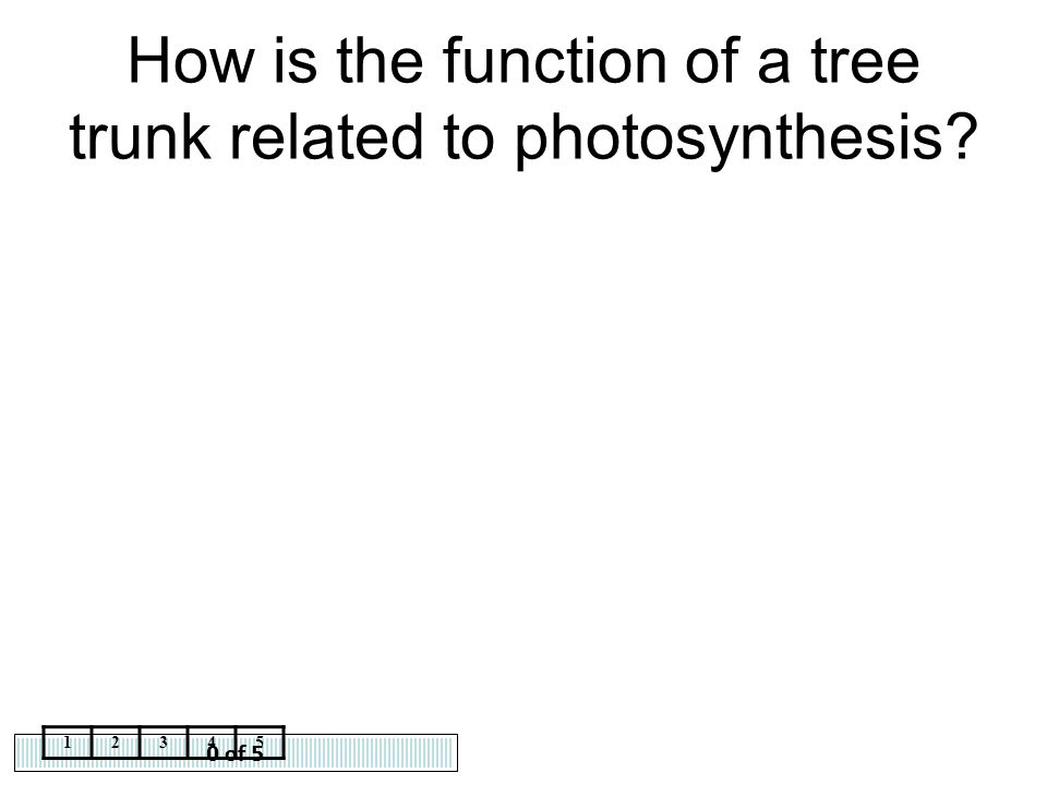 How is the function of a tree trunk related to photosynthesis