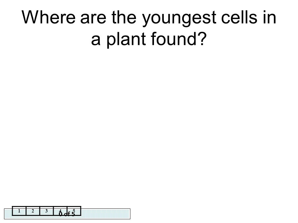Where are the youngest cells in a plant found